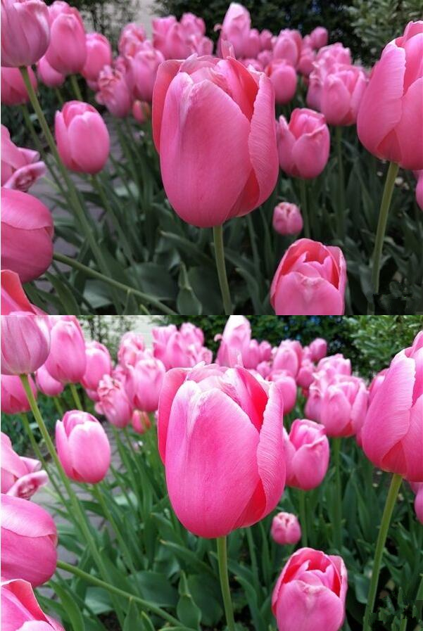 苹果 iOS / iPadOS 18.0 正式版发布,超多全新功能上线 苹果 iOS / iPadOS 18.0 正式版发布,超多全新功能上线