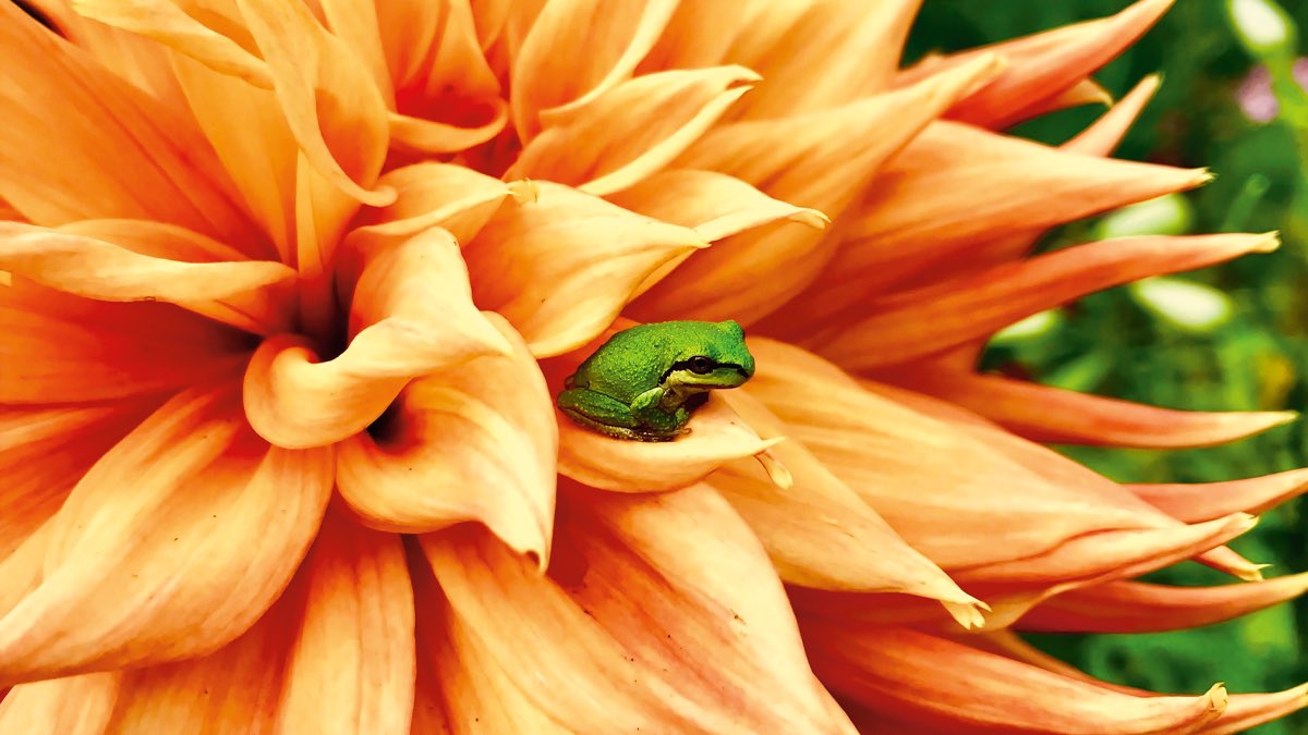 iPhone 6c真机图曝出:机型有点“矮肥圆” iPhone 6c真机图曝出:机型有点“矮肥圆”