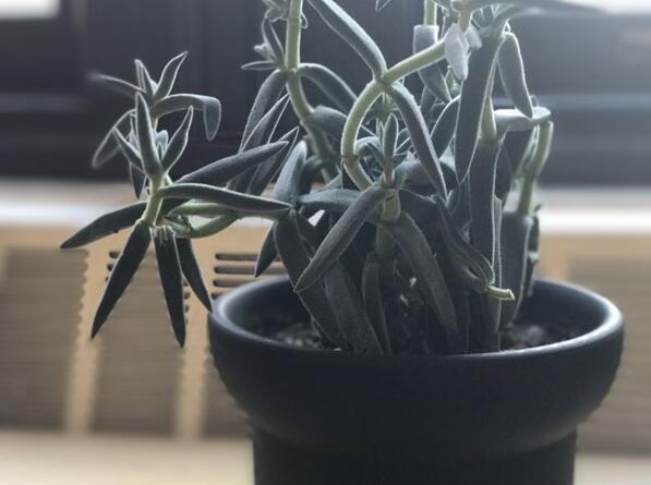 苹果发布 iOS 13.3.1/iPadOS 13.3.1 开发者测试版 Beta 2 苹果发布 iOS 13.3.1/iPadOS 13.3.1 开发者测试版 Beta 2